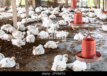 Foyers sélectifs de poulet en surpoids panting dans une ferme intérieure. Pantalon de poulet à griller blanc sur un chaud, la mortalité élevée en été. Banque D'Images