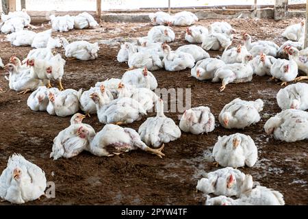 Entreprise agricole de poulets à griller avec groupe de poulets blancs dans une ferme rurale. Foyers sélectifs de poulet en surpoids panting dans une ferme intérieure Banque D'Images