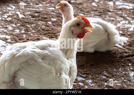 Visage de poulet, ferme de volaille avec poulet. L'élevage. Une panse de poulet en surpoids dans une ferme intérieure. Banque D'Images