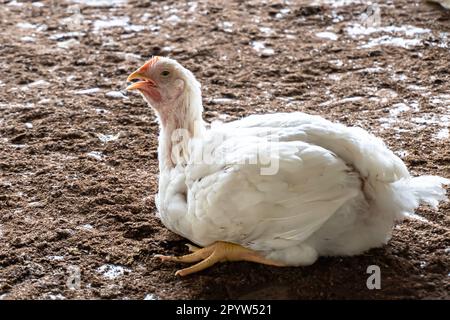 Pantalon de poulet à griller blanc sur un jour chaud ou un assaisonnement d'été. La mortalité est élevée en été. Le visage de poulet, Une panse de poulet en surpoids dans une ferme intérieure Banque D'Images