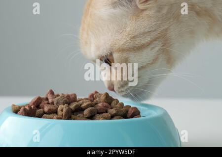 Red British Scottish fold chat sniffs nouvelle alimentation sèche dans bol bleu. Gros plan Banque D'Images