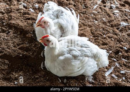 Une entreprise de logement à des fins d'élevage de viande de volaille. L'élevage de poulet blanc se nourrit dans un logement intérieur. Un groupe de poulets à griller blancs qui boivent du wat frais Banque D'Images