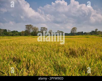 Champs ouverts de riz prêts à la récolte dans le centre du Sri Lanka. Pris lors d'une journée ensoleillée avec des nuages blancs. Banque D'Images