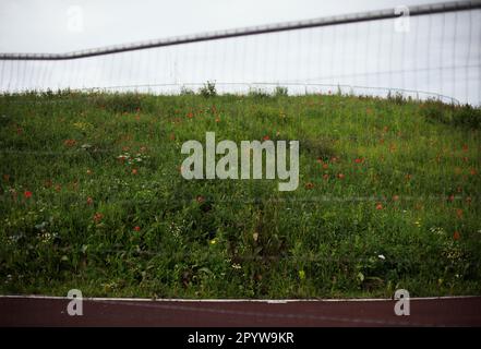 Les fleurs sauvages, y compris les coquelicots, poussent dans l'herbe derrière une clôture hors foyer dans une étendue urbaine d'espace sauvage Banque D'Images