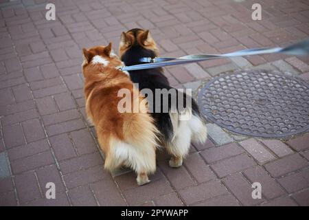 Deux adorables corgis Pembroke gallois marchent sur une laisse. Les propriétaires d'animaux de compagnie se promènent à l'extérieur Banque D'Images