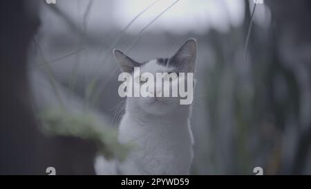 Un chat domestique noir et blanc avec des yeux verts piercing tranquillement se promener autour d'un jardin luxuriant Banque D'Images