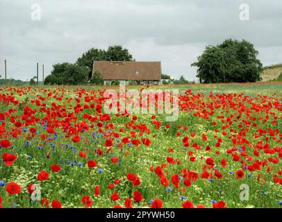 Mecklembourg-Poméranie occidentale / nature / 1998 Mecklembourg Suisse près de Rittermannslage, champs de jachère fleuris. // champs de pavot / agriculture / printemps / paysage / agriculture / saisons [traduction automatique] Banque D'Images