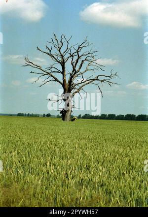 Bundeslaender / Brandebourg / Paysage / 1995 arbre mort dans un champ de blé, près de Ruehstaedt, Prignitz // nature / Environnement / champs / [traduction automatique] Banque D'Images