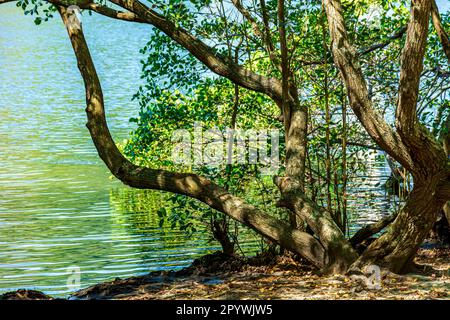 Végétation typique de mangrove avec des arbres à gnarled sur la côte sud-est du Brésil, Brésil Banque D'Images