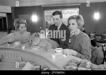 Les jumeaux Kessler posent avec un lion lors d'une visite au Circus Krone dans le cadre d'un spectacle enregistré pour la télévision américaine. [traduction automatique] Banque D'Images