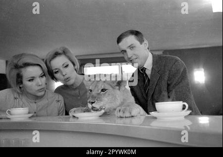 Les jumeaux Kessler posent avec un lion lors d'une visite au Circus Krone dans le cadre d'un spectacle enregistré pour la télévision américaine. [traduction automatique] Banque D'Images