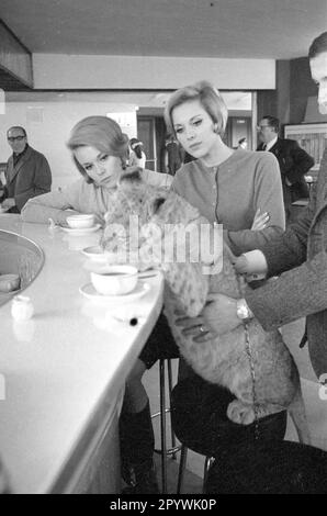 Les jumeaux Kessler posent avec un lion lors d'une visite au Krone Circus dans le cadre d'un spectacle enregistré pour la télévision américaine. [traduction automatique] Banque D'Images