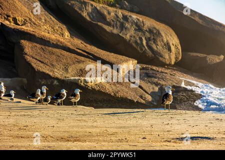 Mouettes reposant sur le sable en face de la mer de la plage d'Ipanema à Rio de Janeiro à l'aube, Brésil Banque D'Images