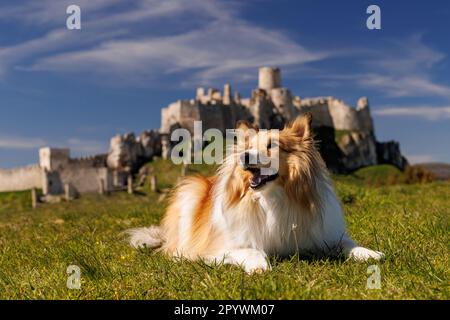 Le chien de berger Shetland se trouve sur l'herbe près du vieux château médiéval en pierre. Bonne sheltie Banque D'Images