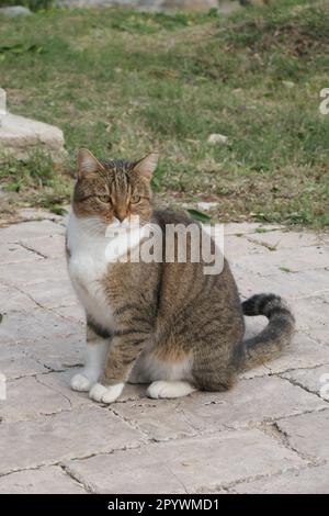 Chat assis sur un sentier piétonnier dans la ville Banque D'Images