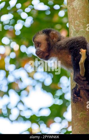 Un jeune singe capouchin noir escalade sur un arbre dans la forêt tropicale de Rio de Janeiro, Rio de Janeiro, Rio de Janeiro, Brésil Banque D'Images