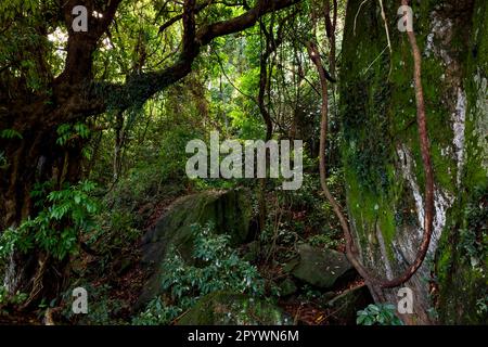 À l'intérieur de la végétation dense de la forêt tropicale atlantique de Rio de Janeiro, Rio de Janeiro, Rio de Janeiro, Brésil Banque D'Images