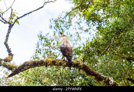 Carcara, un oiseau prédateur commun au Brésil et en Amérique du Sud perché sur une branche d'arbres à Itatiaia, dans l'État de Rio de Janeiro, au Brésil Banque D'Images