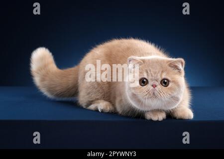 Une adorable féline domestique douce dans le studio sur fond bleu foncé Banque D'Images