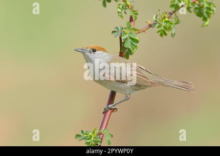 Blackcap (Sylvia atricapilla), femelle, assis sur une branche de rosehip (Rosa canina), animaux, oiseaux, oiseaux migrateurs, oiseaux chanteurs, Printemps, Siegerland Banque D'Images