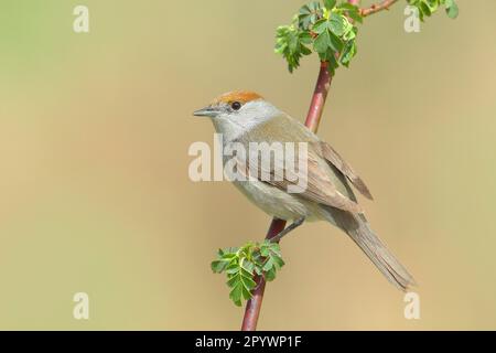 Blackcap (Sylvia atricapilla), femelle, assis sur une branche de rosehip (Rosa canina), animaux, oiseaux, oiseaux migrateurs, oiseaux chanteurs, Printemps, Siegerland, NOR Banque D'Images