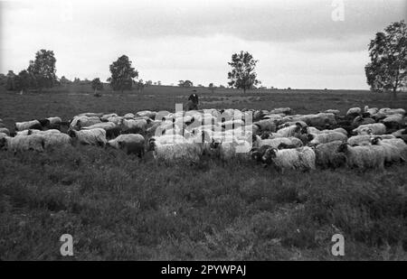 Un troupeau de moutons Heidschnucken dans la Heath de Lueneburg, 1930s. Banque D'Images