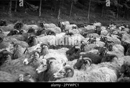 Un troupeau de moutons Heidschnucken dans la Heath de Lueneburg, 1930s. Banque D'Images