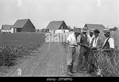 Les agriculteurs vérifient l'orge avant la récolte à Haage. Le nouveau village agricole de Haage a été construit dans le cadre du programme de peuplement nazi. Photo non datée d'environ 1936. Banque D'Images