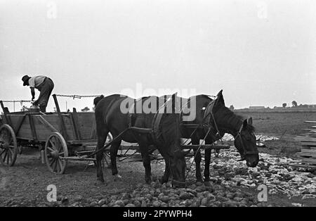 Un agriculteur avec un véhicule tiré par des chevaux dans le nouveau village agricole de Haage. Haage a été construit dans le cadre du programme de colonisation nazi. Photo non datée d'environ 1936. Banque D'Images