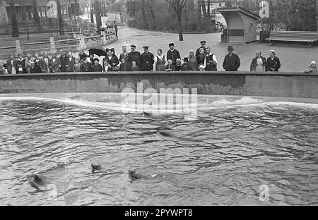 Une foule devant l'enceinte d'eau des phoques dans le zoo de Berlin, 1935. Banque D'Images