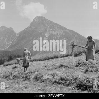 Deux femmes qui font du travail agricole sur un champ dans les Alpes. 1930s. Banque D'Images