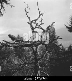 'Le 1 juin 1931, l'observatoire des rapaces a été ouvert à Garmisch. Trois oiseaux de proie doivent être réintroduits dans le désert après l'élevage. Ici, un groupe de buzzards près de la ''Almhuette'' (chalet) à Kramerberg au-dessus de Garmisch.' Banque D'Images