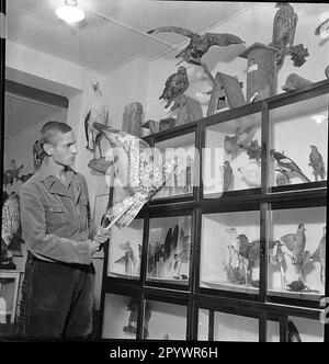 L'Observatoire de Predator a été ouvert à Garmisch sur 1 juin 1931. Ici, un employé présente des oiseaux préparés. Banque D'Images