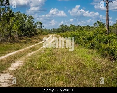 Randonnée pédestre, piste cyclable dans la réserve Deer Prairie Creek lors de la journée d'été bleu ciel blanc nuage à Venise dans le sud-ouest de la Floride États-Unis Banque D'Images