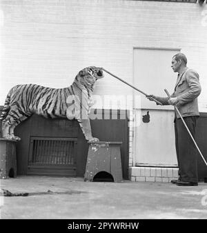 Un tigre pratique avec un entraîneur, probablement dans un cirque. Le lieu et la date sont inconnus, probablement dans le 1930s. Banque D'Images