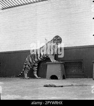 Un tigre pratique avec un entraîneur, probablement dans un cirque. Le lieu et la date sont inconnus, probablement dans le 1930s. Banque D'Images