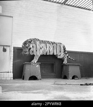 Un tigre pratique avec un entraîneur, probablement dans un cirque. Le lieu et la date sont inconnus, probablement dans le 1930s. Banque D'Images