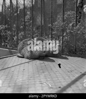 Nutria ou rat musqué conservé dans une enceinte pour la production de fourrures. Lieu et date inconnus, probablement dans le 1930s. Banque D'Images