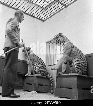 Un tigre pratique avec un entraîneur, probablement dans un cirque. Le lieu et la date sont inconnus, probablement dans le 1930s. Banque D'Images