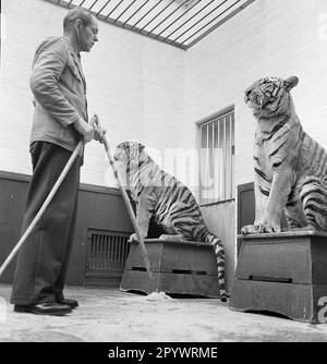 Un tigre pratique avec un entraîneur, probablement dans un cirque. Le lieu et la date sont inconnus, probablement dans le 1930s. Banque D'Images