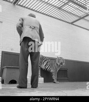 Un tigre pratique avec un entraîneur, probablement dans un cirque. Le lieu et la date sont inconnus, probablement dans le 1930s. Banque D'Images