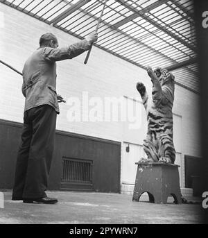 Un tigre pratique avec un entraîneur, probablement dans un cirque. Le lieu et la date sont inconnus, probablement dans le 1930s. Banque D'Images