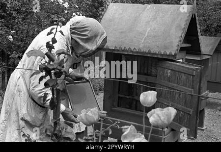 Gardien de but travaillant sur une ruche. Photo non datée, probablement en 1930s. Banque D'Images