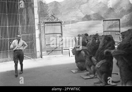 Lions lors d'une démonstration au zoo de Hambourg, le Tierpark Hagenbeck. Banque D'Images