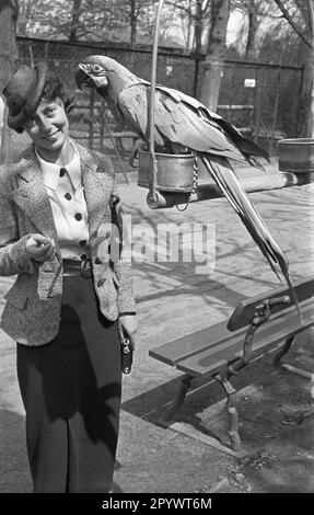 Une femme regarde un perroquet dans le zoo de Hambourg. Banque D'Images