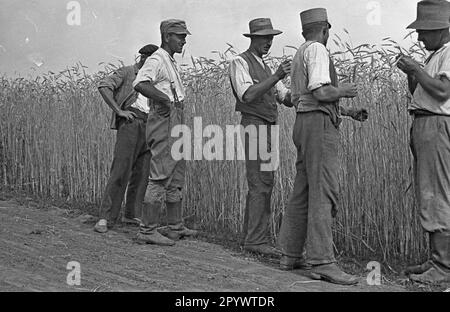 Les agriculteurs vérifient l'orge avant la récolte à Haage. Le nouveau village agricole de Haage a été construit dans le cadre du programme de peuplement nazi. Photo non datée d'environ 1936. Banque D'Images