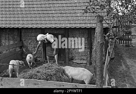 Un fermier dans la pigsty dans le nouveau village agricole Haage. Le village a été construit dans le cadre du programme de colonisation nazi. Photo non datée. Banque D'Images