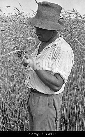 Un fermier devant son champ d'orge dans le nouveau village de Haage. Haage a été construit dans le cadre du programme de colonisation nazi. Photo non datée d'environ 1936. Banque D'Images