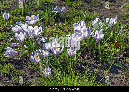 Printemps crocus géants dans la pelouse le matin ensoleillé Banque D'Images