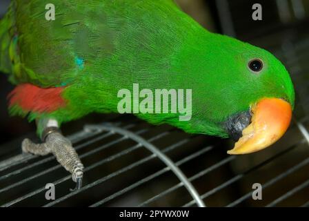 Gros plan de l'Eclectus perrot mâle Banque D'Images